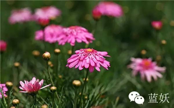 怎样才可以把玛格丽特花养好,玛格丽特花养多久爆花