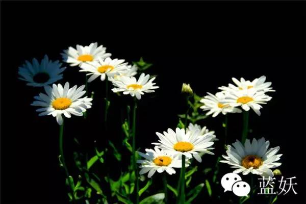 怎样才可以把玛格丽特花养好,玛格丽特花养多久爆花