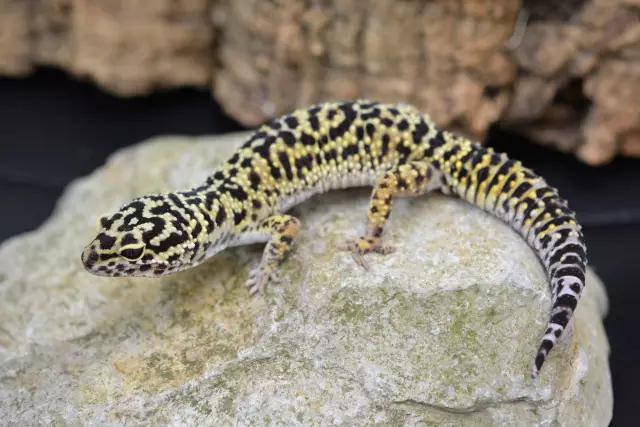 豹纹守宫的品种大全,豹纹守宫好养品种