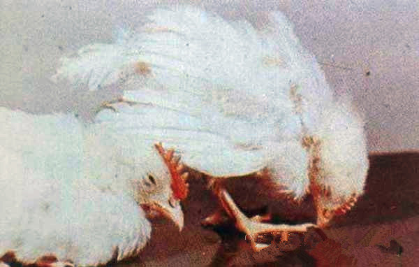 精米吃多了得脚气病,脚气手气一般缺什么营养导致的