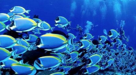 鸟巢的恐怖事件,鸟巢意外事故