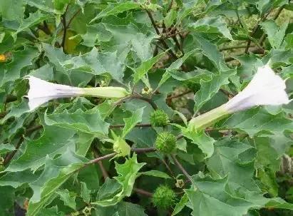 云南人再贵也要吃野生菌,云南人吃过最奢侈的一道菜