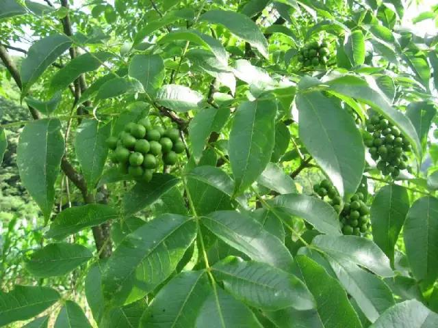 云南人再贵也要吃野生菌,云南人吃过最奢侈的一道菜