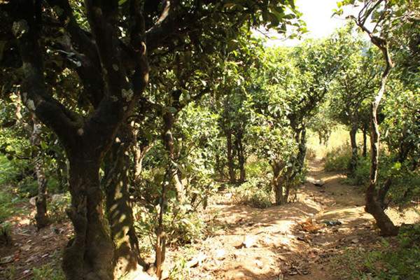 临沧性价比最高的普洱茶山,临沧茶区主要知名茶山