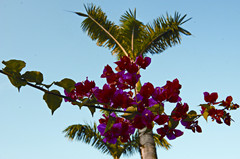 哥斯达黎加有哪些红色的花,哥斯达黎加月季花