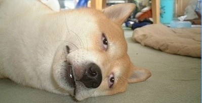 单身狗的福音，我的麒麟臂隐隐作痛！