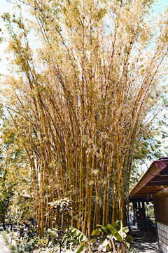 哥斯达黎加有哪些红色的花,哥斯达黎加月季花