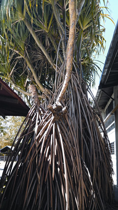 哥斯达黎加有哪些红色的花,哥斯达黎加月季花