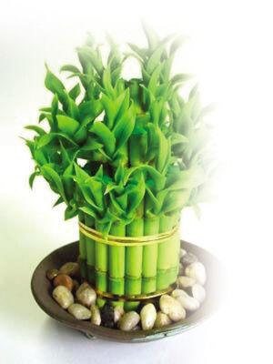 养的富贵竹叶子发黄的原因,我养的富贵竹叶子发黄了怎么办