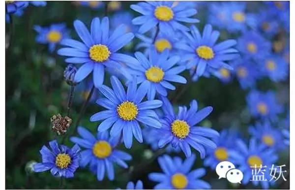 怎样才可以把玛格丽特花养好,玛格丽特花养多久爆花