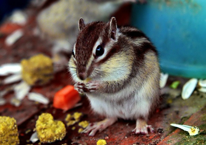 家里有娃娃的请关注儿歌 (儿歌家里有娃娃的请关注)