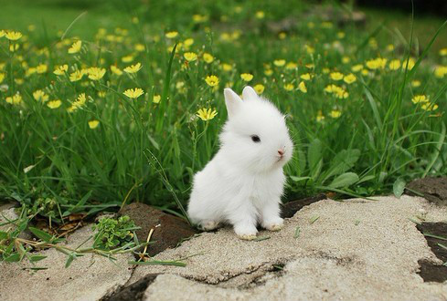 家里有娃娃的请关注儿歌 (儿歌家里有娃娃的请关注)