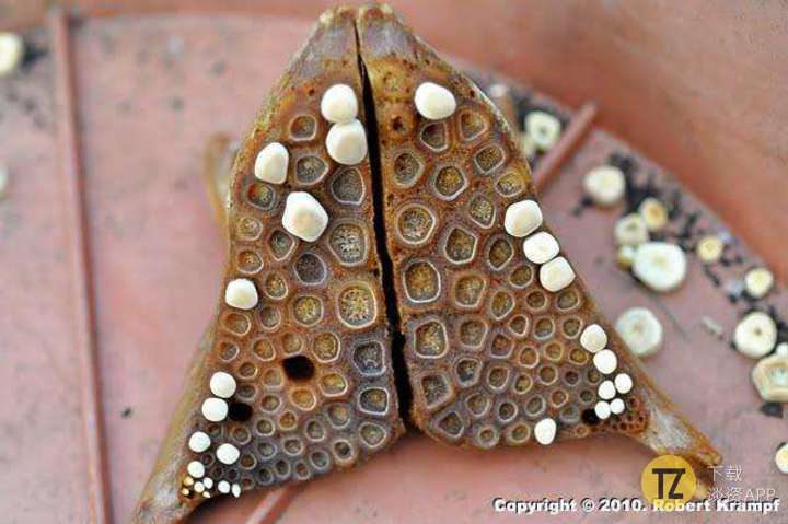 看完这16组图才知道时间有多可怕,看时间长了密集恐惧症都要治好了