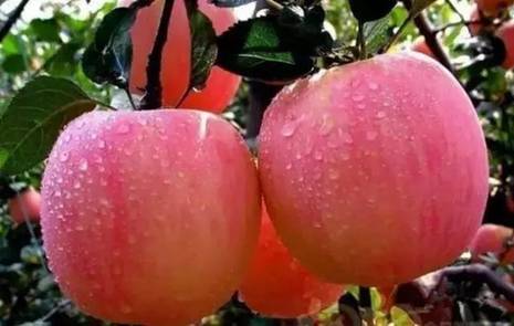 50万斤苹果滞销哭了,十万斤李子滞销果农发愁求助