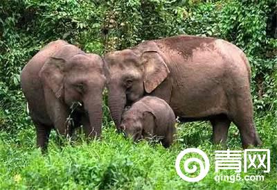 印尼婆罗洲生活,印尼南洋生活