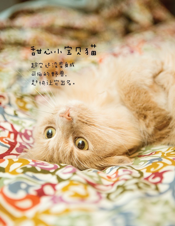 猫咪的几种常见坐姿,猫主子的各种睡姿