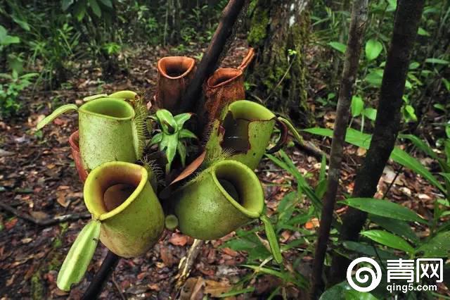 印尼婆罗洲生活,印尼南洋生活