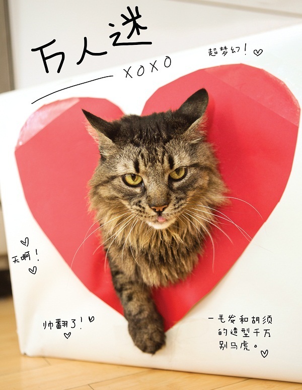 猫咪的几种常见坐姿,猫主子的各种睡姿