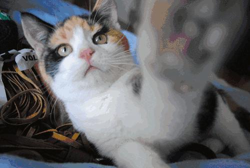 猫咪的几种常见坐姿,猫主子的各种睡姿