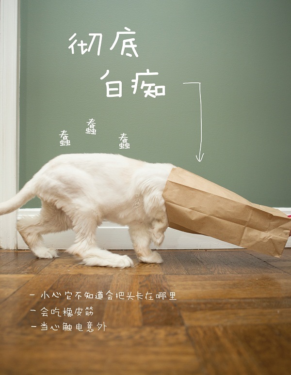 猫咪的几种常见坐姿,猫主子的各种睡姿