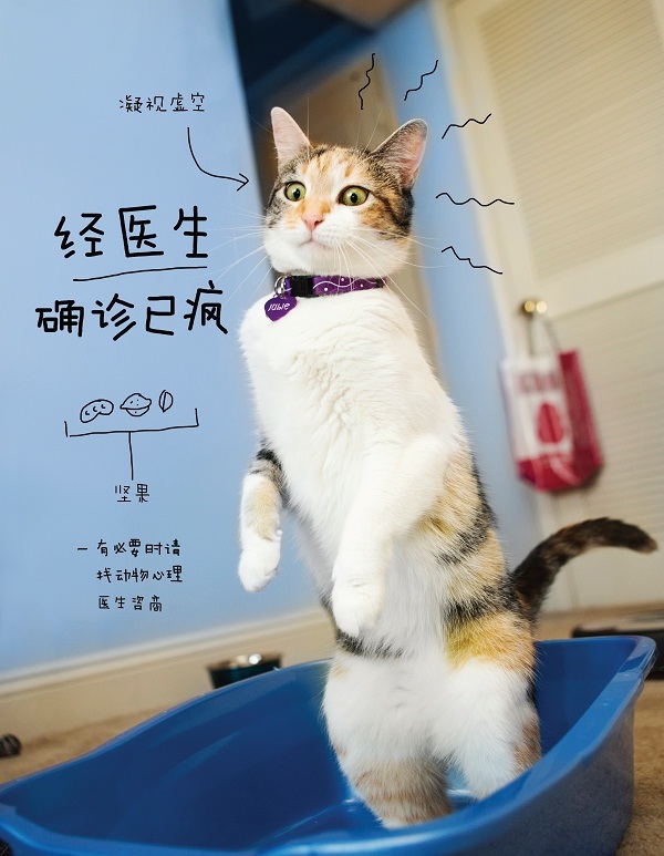 猫咪的几种常见坐姿,猫主子的各种睡姿