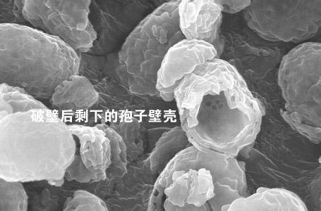 灵芝孢子粉正确食用方法,中药知识必学