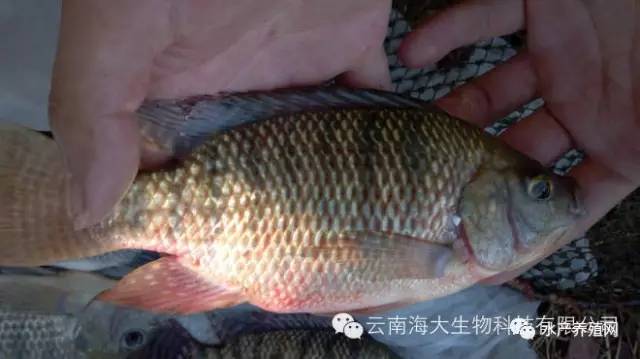 罗非鱼怎么样防霜冻,罗非鱼水霉病的特征