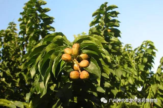 中药的中毒反应时间,吃中药中毒如何处理