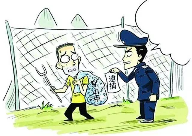 怎么可以吃穿山甲？！武平籍男子非法收购穿山甲获刑8个月并罚款