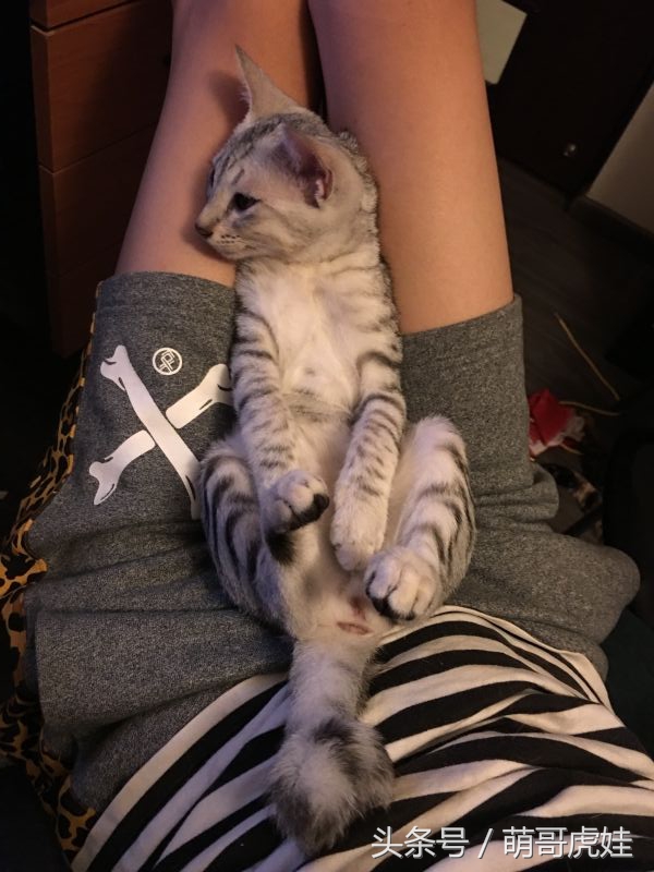 给喵星人买了一件小球衣，结果穿到肚子就卡住下不去了