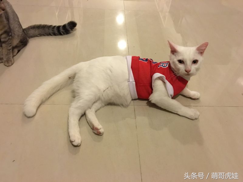 给喵星人买了一件小球衣，结果穿到肚子就卡住下不去了