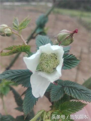 树莓怎么分辨假苗,怎么认识树莓苗是不是正宗的