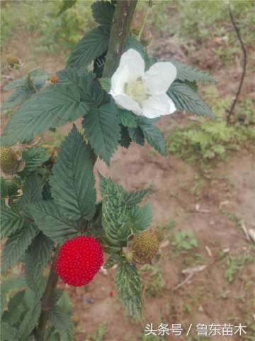 树莓怎么分辨假苗,怎么认识树莓苗是不是正宗的