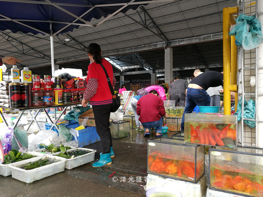 番禺各个镇大集时间表,广州去清远农村赶集