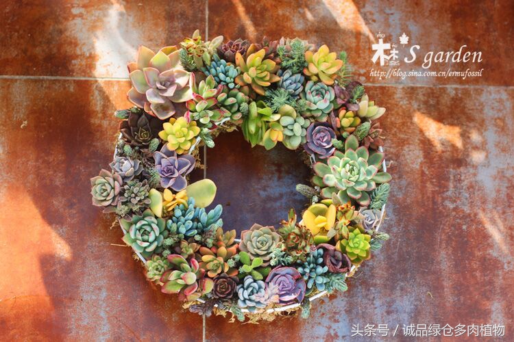 铁艺多肉怎么养,铁艺多肉