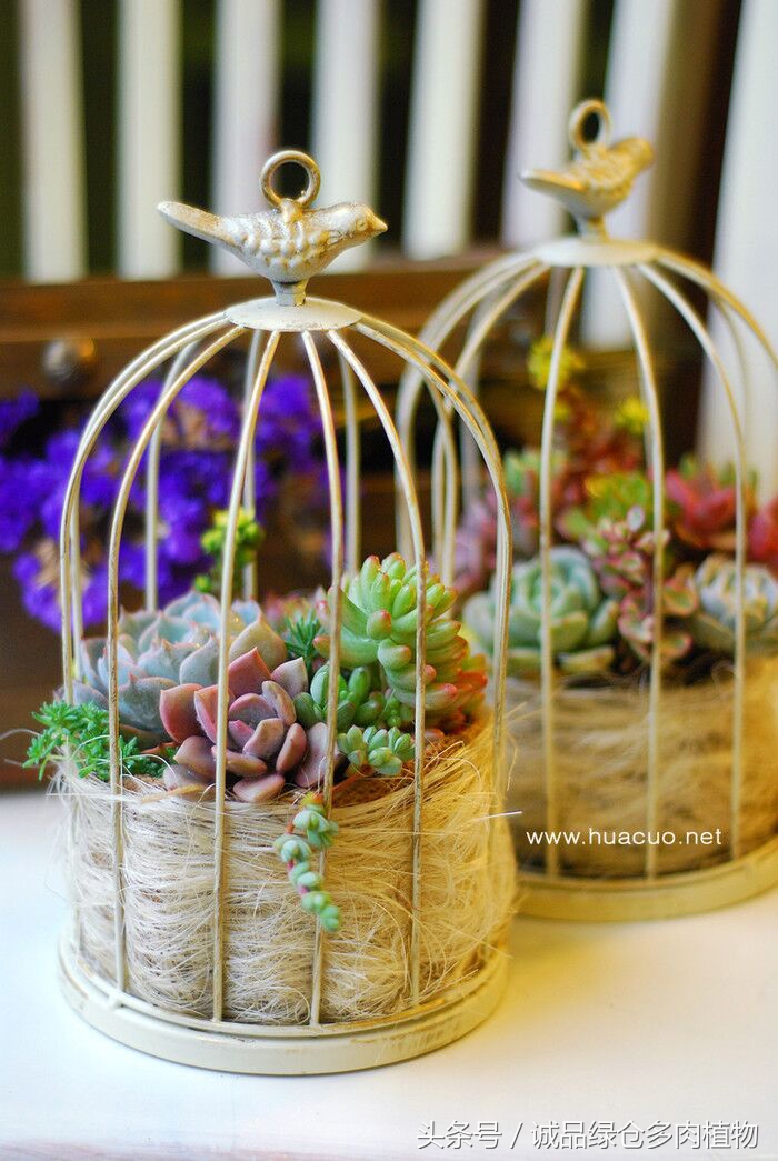 铁艺多肉怎么养,铁艺多肉