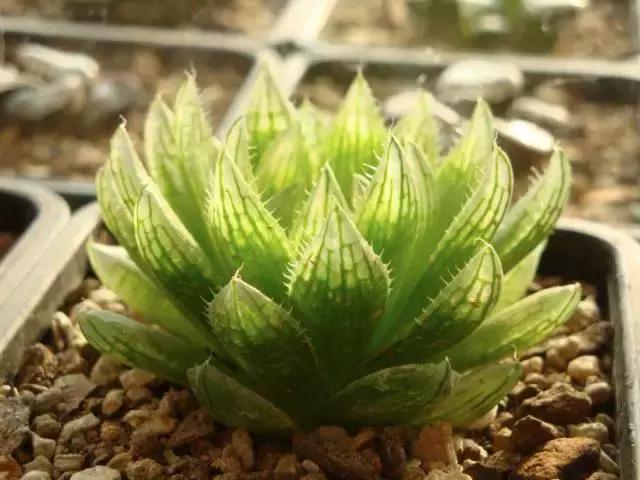 能抵御辐射的植物,最好的防辐射植物