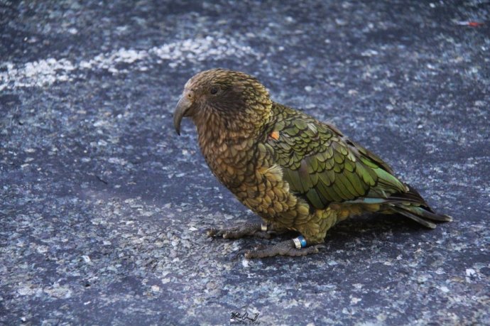 新西兰历史冷知识大全,新西兰冷知识全集