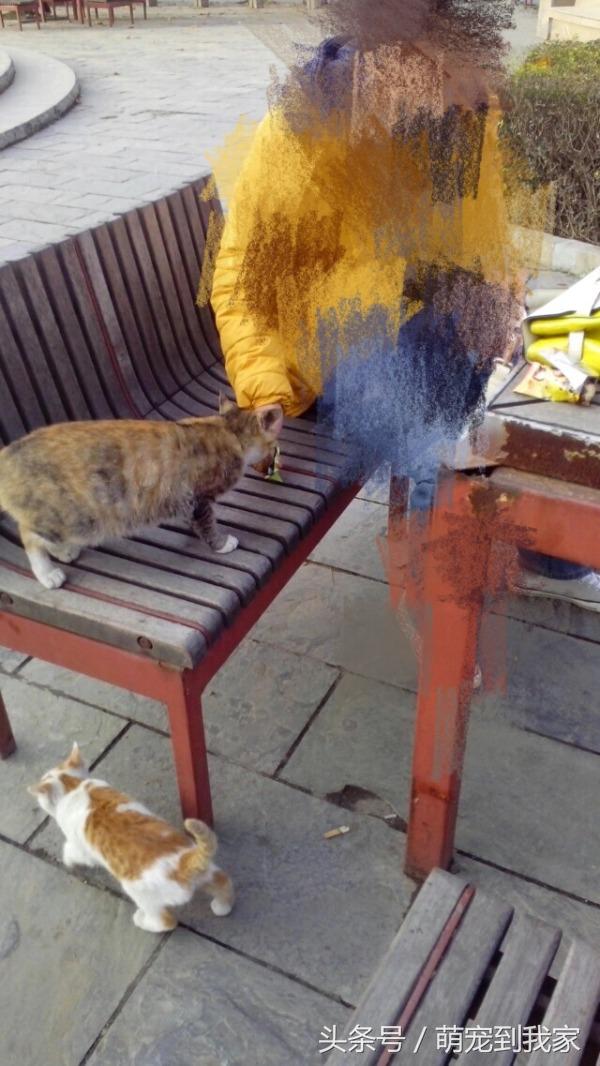 老猫的养猫日记 (网瘾少年养猫)