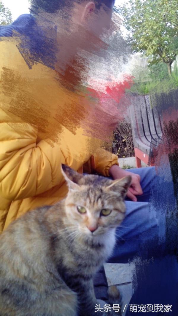 老猫的养猫日记 (网瘾少年养猫)