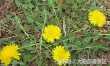 出现在小学语文课本上的这种植物，它的药用价值你知道吗？