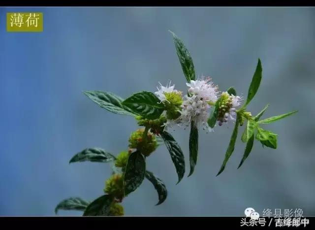 民间草药薄荷的作用,南方山林里的常见草药