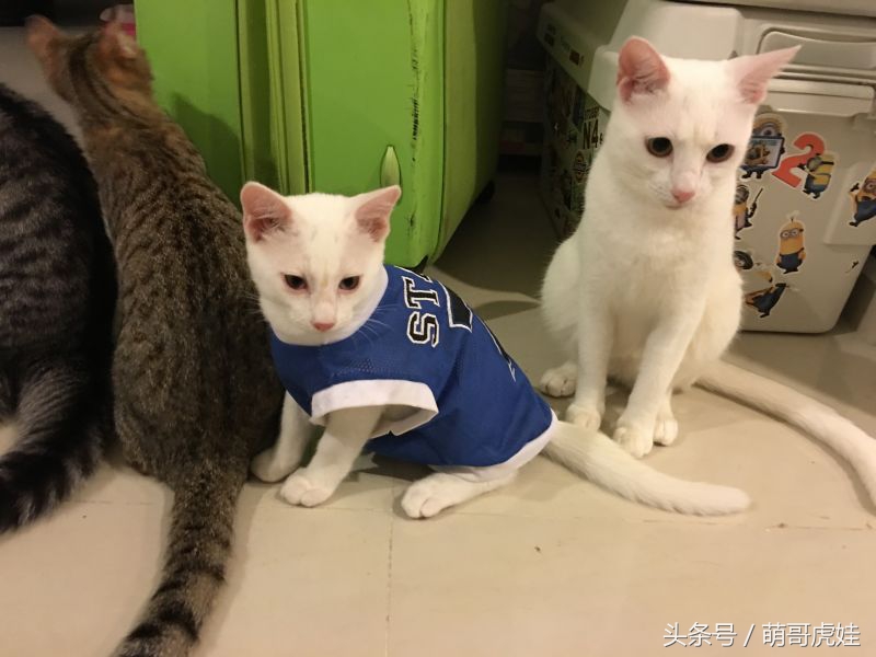 给喵星人买了一件小球衣，结果穿到肚子就卡住下不去了