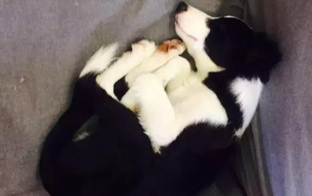 成都宠物寄养基地,成都狗狗寄养