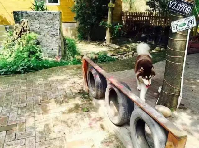 成都宠物寄养基地,成都狗狗寄养