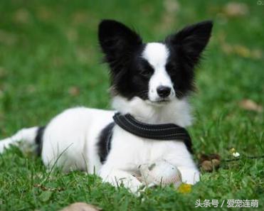 拥有一双美丽翅膀,有一双美丽的眼睛的狗