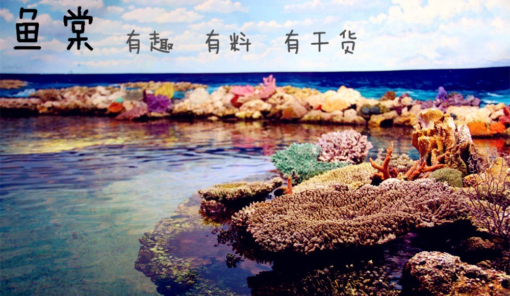 过年要回家鱼没人喂怎么办,过年了要外出家里的鱼怎么办