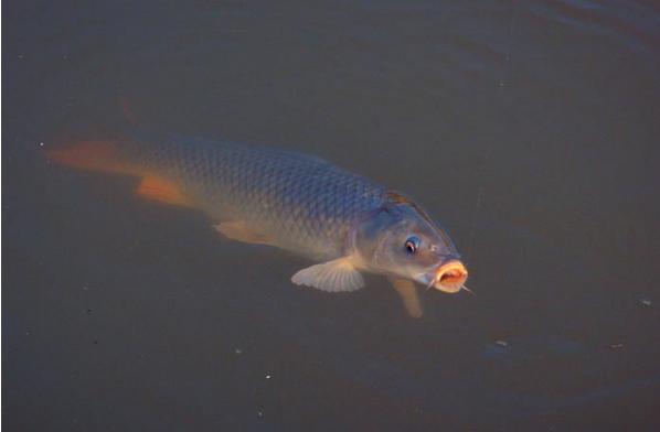儿子买的鱼竿,钓友公认最好日本5.4米鱼竿
