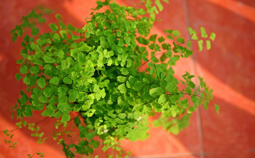 外出旅游家里的花没人浇水怎么办,出差家里花没人浇水怎么办