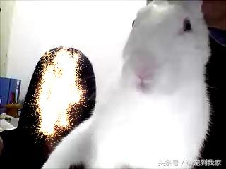 老猫的养猫日记 (网瘾少年养猫)